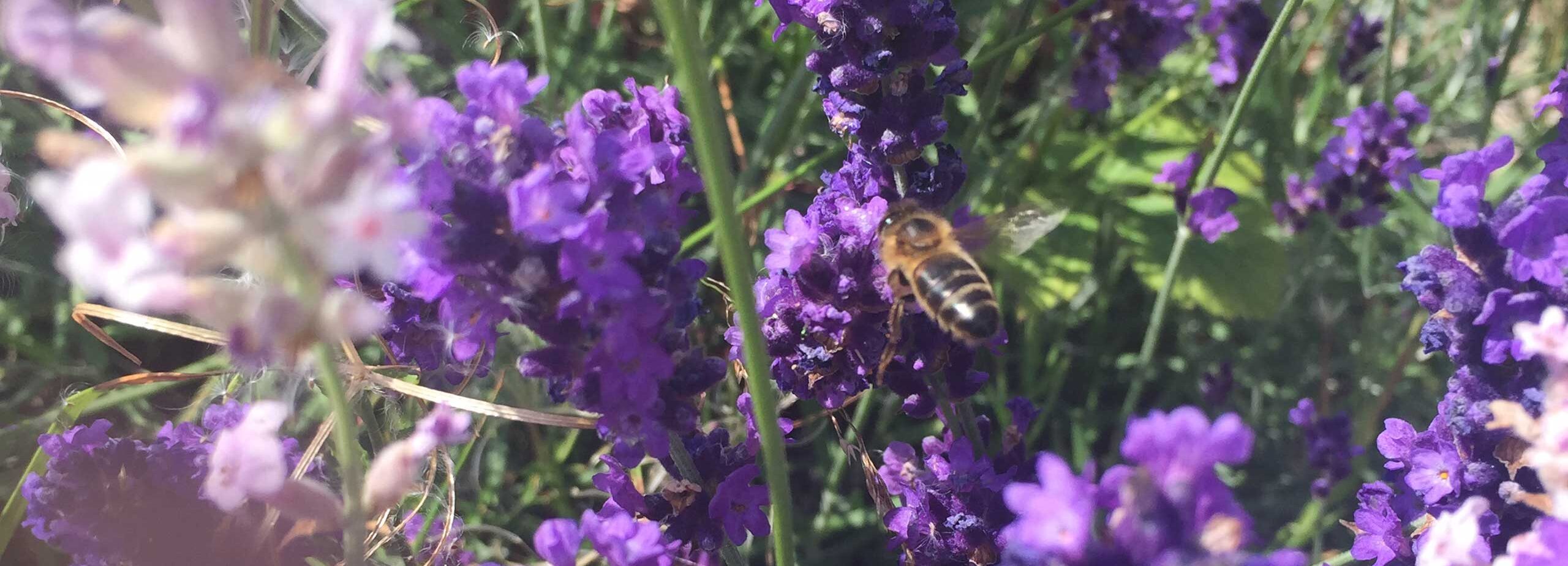 Gower Lavender | Welcome To Lavender Heaven
