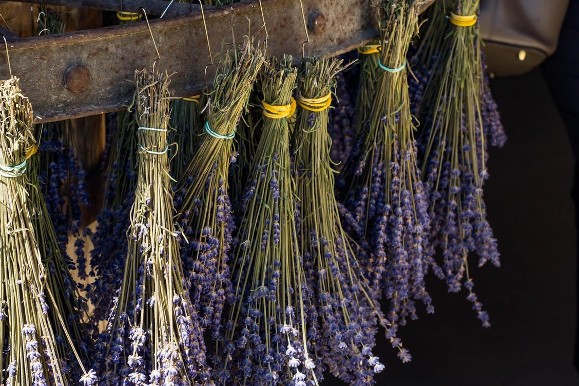 Bunches of lavender hanging upside down from a wooden beam