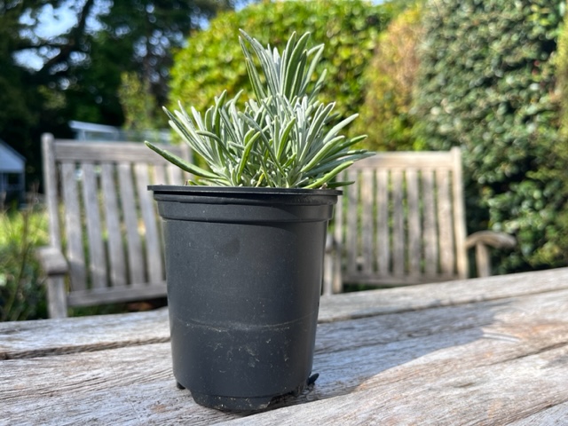 A lavender seedling in a black plastic flower pot, on a wooden garden table
